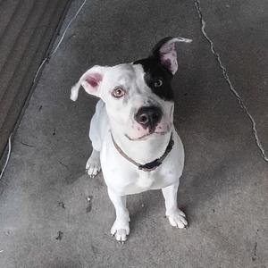 A black and white dog with a brown collar looking up at the camera.