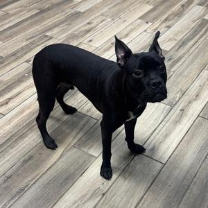Drogon, Mixed Breed (Medium), adult, available for adoption