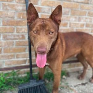 A brown dog with its tongue hanging out, standing in front of a brick wall.