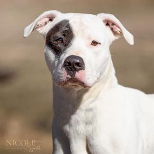 Bolt, adult, available for adoption