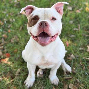 Brando, Mixed Breed (Large), adult, available for adoption