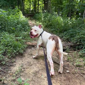 Brando, Mixed Breed (Large), adult, available for adoption