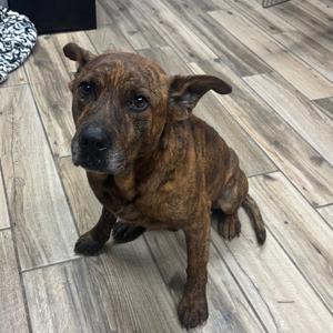 Cory, Mountain Cur, adult, available for adoption