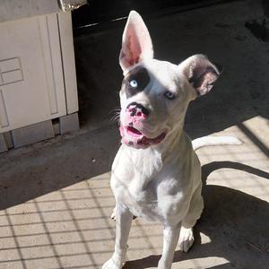 Coral, Boxer, adult, available for adoption