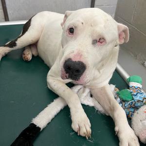 Goomer, Mixed Breed (Large), senior, available for adoption