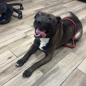 Diamond, Mixed Breed (Large), adult, available for adoption