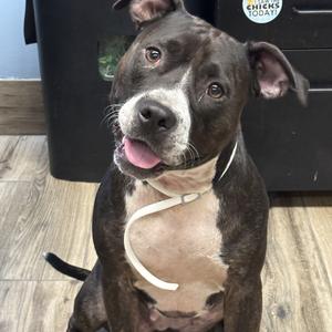 Courtney, Mixed Breed (Medium), adult, available for adoption