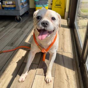 Fornell, Mixed Breed (Medium), senior, available for adoption