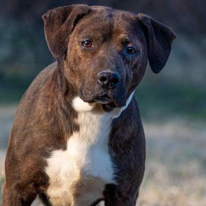 Boss Man, Terrier, Pit Bull, adult, available for adoption
