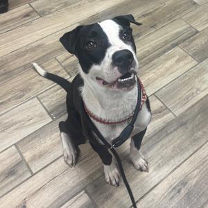 A black and white dog sitting on a wooden floor, wearing a red collar and leash.