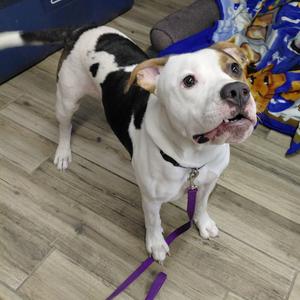 Cupid, Mixed Breed (Medium), adult, available for adoption