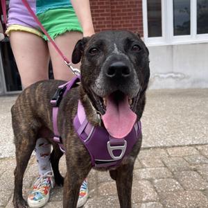 Daphne, Mountain Cur, senior, available for adoption