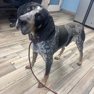 Blue, Mixed Breed (Large), senior, available for adoption
