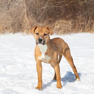 Ashley, Mixed Breed (Medium), adult, available for adoption