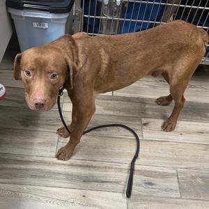 Crush, Mixed Breed (Medium), adult, available for adoption