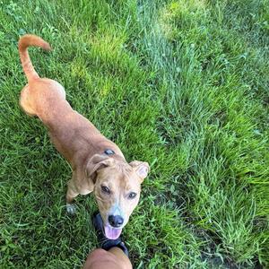 A tan dog with floppy ears stands on green grass, looking up at the camera with its tongue out.