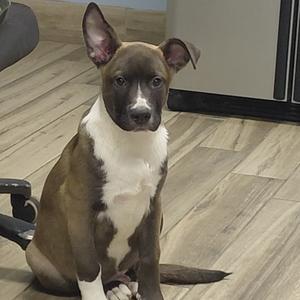 A young pitbull puppy with brown and white fur sits on a wooden floor, looking towards the camera with large, attentive ears.