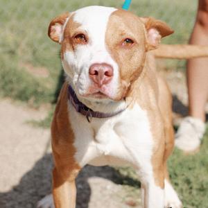 A brown and white dog with a purple collar standing outdoors.