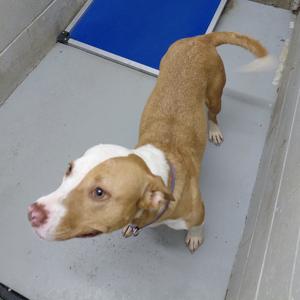 Cassie, adult, available for adoption