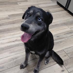 Arora, Shepherd, adult, available for adoption