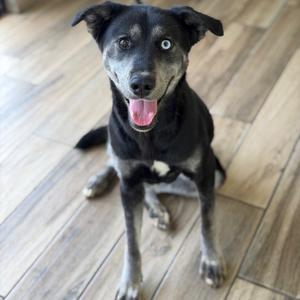 Arora, Shepherd, adult, available for adoption