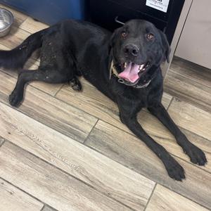 Cody, Mixed Breed (Large), adult, available for adoption