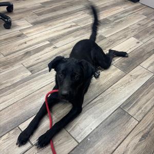 Carla, Mixed Breed (Medium), adult, available for adoption