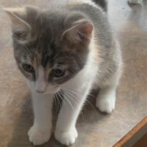 A gray and white kitten standing on a wooden surface.