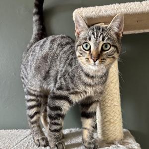 Louis, kitten, available for adoption