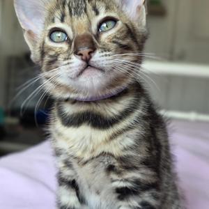 A close-up of a tabby kitten with striking green eyes, looking upwards. The kitten has a purple collar and is sitting on a soft, light-colored surface.