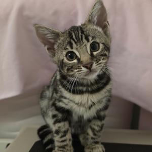 A small tabby kitten with large eyes and striped fur, sitting on a surface with a pink background.
