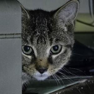 A close-up of a tabby cat peeking from behind a corner, with wide eyes and a curious expression.