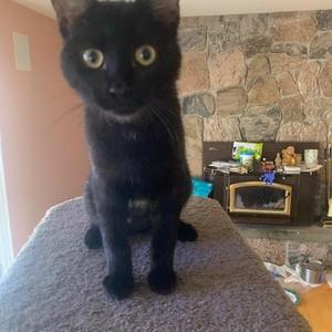 Melody, kitten, available for adoption