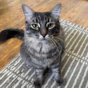 Dakota (bonded with Percy), young, available for adoption