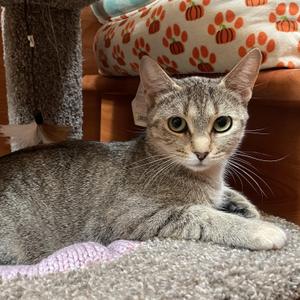Iggy, young, available for adoption