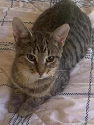 A gray tabby cat with green eyes lying on a checkered blanket.