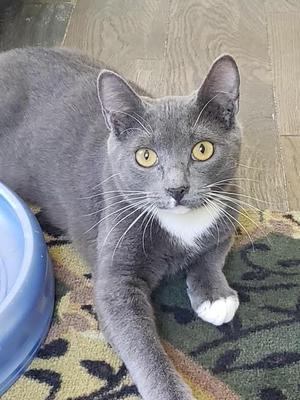 A grey cat with a white chest and white paw looking directly at the camera.