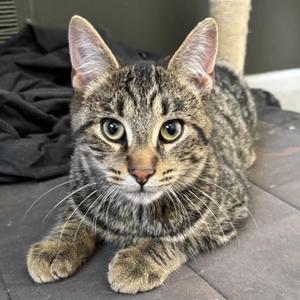 Leonard, kitten, available for adoption