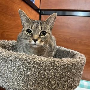 Charlotte, young, available for adoption