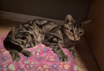 A tabby cat lying on a pink blanket with paw prints on it.