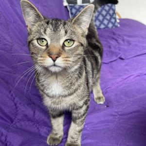 Octavia, kitten, available for adoption