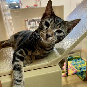 Marcus (bonded with Mortimer), kitten, available for adoption