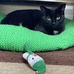 Bambi, young, available for adoption