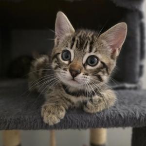 Brianna (bonded with Marsali), kitten, available for adoption