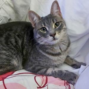 Jules *CH*, adult, available for adoption
