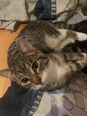 Flint bonded with Moss, kitten, available for adoption