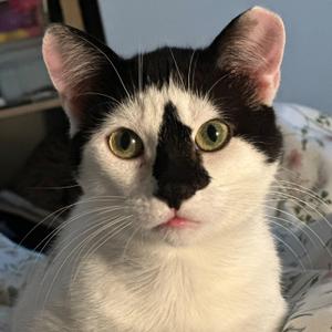 Ollie, senior, available for adoption