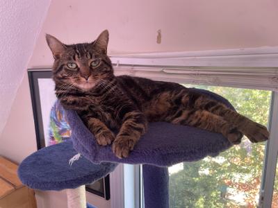 Carson, kitten, available for adoption