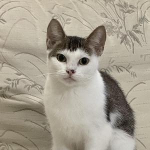 A close-up portrait of a white and grey cat sitting in front of a patterned beige fabric background.