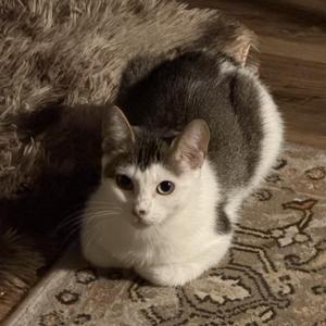 Bella, adult, available for adoption